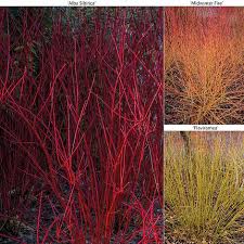Check spelling or type a new query. Cornus Winter Stems Collection Thompson Morgan