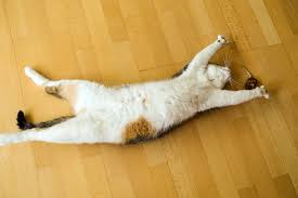May 27, 2021 · yoga hat viele positive auswirkungen auf körper und geist. Kostenloses Katze Yoga 2 Photos Freeimages Com