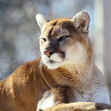 night hiking dangers to be aware of mountain lion big cats mountain lion facts