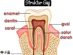 Gigi merupakan jaringan tubuh yang paling keras dibanding yang lainnya. Jenis Jenis Gigi Dan Struktur Gigi Manusia
