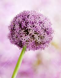 Garlic Flowers Google Search Garlic Flower Flowers Bulbous Plants