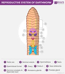 Segments of ody rings around body body is you can observe in the worm diagram above that the body of an earthworm is nearly circular in cross section and varies from 7 to 8 inches 18 19 cms in. Reproductive System Of Earthworm Copulation