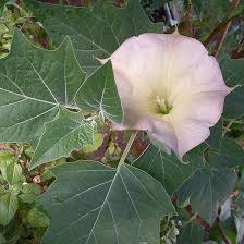 Image result for Datura stramonium