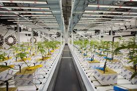 Im looking at getting a 2x2m grow tent and i wanted to split it into 4 equal quadrants and do 4 scrogs. Proposed Led Mandate Could Cost California S Indoor Marijuana Growers Millions