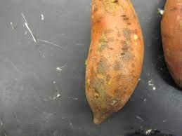 How to boil sweet potatoes. Sweetpotato Scurf Nc State Extension Publications