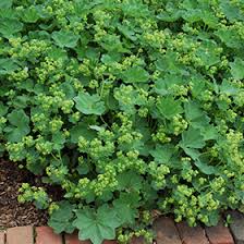 Image result for Alchemilla ellenbeckii