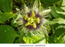 Image result for Passifloraceae