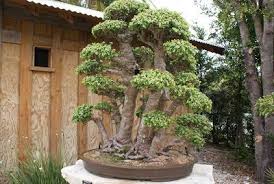 Day By Day James J Smith Bonsai Gallery Bonsai Bonsai Garden Jade Plants