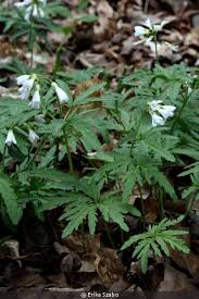 Image result for Cardamine obliqua