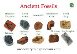Providing Identification Help With Fossil Models And