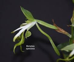 Image result for Bonatea antennifera
