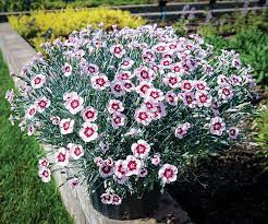 The name sambucus is derived from the greek sambuca, which was a stringed instrument supposed to have been made from elder wood. New And Notable Perennials For This Side Of The Border Greenhouse Canada