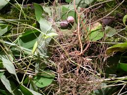 Image result for Amphicarpaea africana