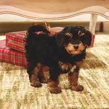 Maybe you would like to learn more about one of these? What You Should Know About The Bernedoodle K9 Web