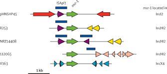 Colistin Resistance Gene Mcr 1 In Extended Spectrum B Lactamase Producing And Carbapenemase Producing Gram Negative Bacteria In Germany The Lancet Infectious Diseases