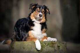 Are Australian Shepherds Hypoallergenic? – Native Pet