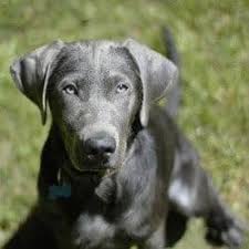 Are there silver lab puppies for sale in pa? Laacxigpwyb4sm