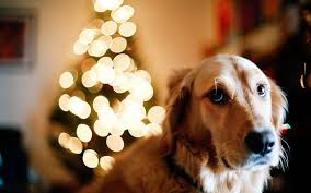 Happy new year, gifts christmas presents, xmas, santa claus, shopping bags, bag. Hd Wallpaper Dog Christmas Tree Lights New Year Holidays Wallpa Canine Wallpaper Flare