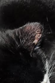 By the time we realized this it was too late and all 3 cats ended up with it and 4 dogs as well. How Does This Look Ringworm Thecatsite