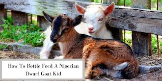 How To Bottle Feed A Nigerian Dwarf Goat Kid