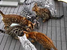 Sepintas di gambar kucing bengal memiliki body yang sangat gagah bukan? Kucing Bengal Cara Merawat Pakan Harga Jual Lengkap