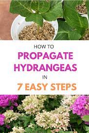 How To Propagate Hydrangeas In 7 Easy Steps Stacy Ling Propagating Hydrangeas Healthy Garden Propagation