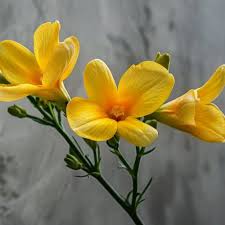 Image result for Freesia grandiflora
