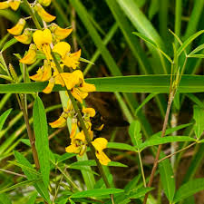 Image result for Crotalaria trichotoma
