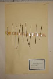 Image result for Eleocharis mutata