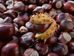 Dafür braucht man nicht viel mehr als kastanien, streichhölzer oder. Kastanien Sammeln Im Herbst Die Schonsten Ideen Und Tipps Service