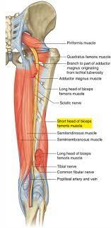 The other, the short head, arises out of the lateral lip of the leg and extends up to the buttocks. Easy Notes On Biceps Femoris Short Head Learn In Just 4 Minutes Earth S Lab