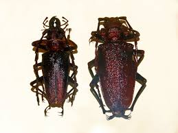 Image result for Coleus psammophilus