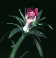 Image result for Misopates orontium