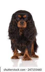 We did not find results for: Black Tan Cavalier King Charles Spaniel Stock Photo Edit Now 247155460