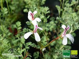 While many vitamin manufacturers will voluntarily submit their products for testing by an independent certifying body like consumerlab or the u.s. Weihrauch Duftpelargonie Pelargonium Species Bioland Bioland Gartnerei Monika Bender Online Shop