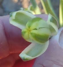 Image result for Albuca setosa