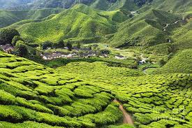 The largest tea plantation in southeast asia. Cameron Highlands Tea Plantation Photograph By Kevin Miller