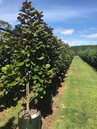 Fast delivery, safe ship warranty! Magnolia Grandiflora Teddy Bear Evergreen Magnolia Tauranga Tree Co