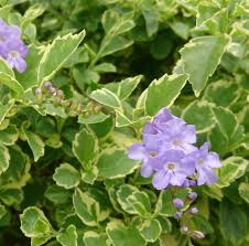 Image result for Duranta erecta