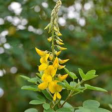 Image result for Crotalaria oocarpa