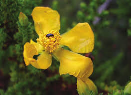 Image result for Hypericum lalandii