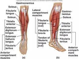 How to webster (one leg front flip) tutorial one of my favorite moves so i thought i'd break it down and help people get this move for tricking, free running, break dancing, etc. Lower Leg Anatomy Front Fitness Muscoli Anatomia