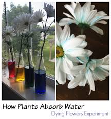 Check spelling or type a new query. How Plants Absorb Water Experiment Relentlessly Fun Deceptively Educational Bloglovin