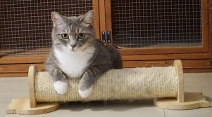 Cat scratching mat natural sisal felt durable cat scratcher sisal scratching pad for cats protecting furniture supplies. Ask Crystal Healthy Cat Scratching Outlets Blue Ridge Humane Society