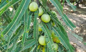 Image result for Phyllanthus engleri