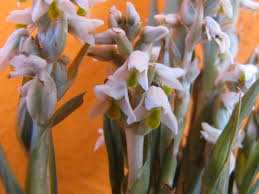 Image result for Zeuxine elongata