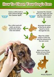 Brave Beagle Dog Ear Cleaner Review Dog Ear Cleaner Dog Care Tips Dog Info