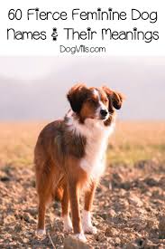60 Fiercely Strong Female Dog Names And Meanings Dogvills Female Dog Names Dog Names Female Pet Names