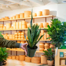 Image result for Sansevieria