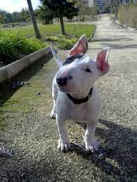 110 Fun Cute Things Ideas In 2021 Cute Animals Baby Animals Mini Bull Terriers